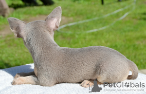 Photo №2 de l'annonce № 110789 de la vente chihuahua - acheter à Fédération de Russie annonce privée