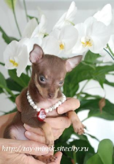 Photo №1. petit chien russe - à vendre en ville de Minsk | Négocié | Annonce №5998