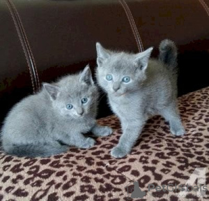 Photo №1. british shorthair - à vendre en ville de Larchmont | négocié | Annonce № 122123