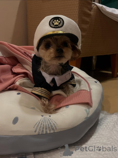 Photo №3. Јоркијски чистокрвни штенци. Monténégro