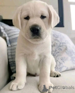 Photo №2 de l'annonce № 162434 de la vente  - acheter à Allemagne 