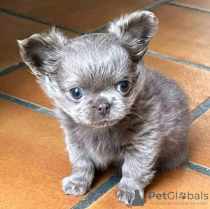 Photo №3. Chihuahua formé des toilettes. Pays Bas