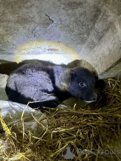 Photo №1. chien bâtard - à vendre en ville de Minsk | Gratuit | Annonce №162829