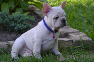 Photo №4. Je vais vendre bouledogue en ville de Mogilyov. annonce privée - prix - négocié