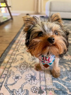 Photo №2 de l'annonce № 169362 de la vente yorkshire terrier - acheter à La finlande annonce privée