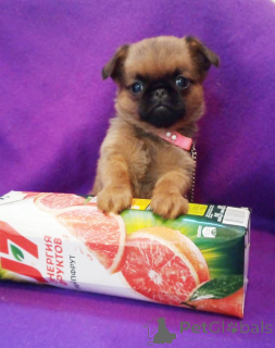 Photo №1. petit brabançon - à vendre en ville de Rivière moscou | 593€ | Annonce №162923