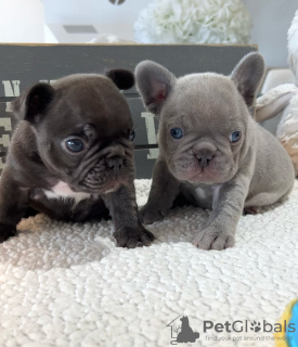 Photo №1. bouledogue - à vendre en ville de Berlin | négocié | Annonce №124998