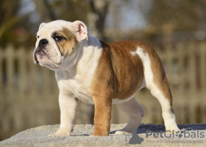 Photo №1. bulldog anglais - à vendre en ville de Tallinn | 1700€ | Annonce №40029