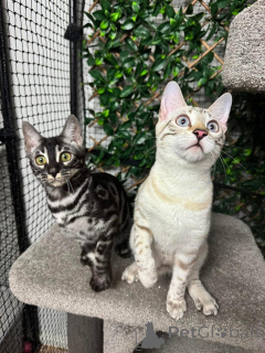 Photo №1. bengal - à vendre en ville de Kloten | 750€ | Annonce № 152756