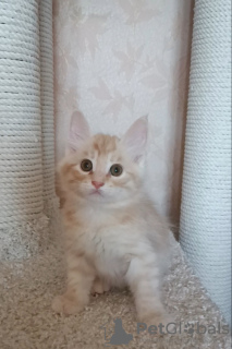 Photo №1. bobtail des kouriles - à vendre en ville de Minsk | 446€ | Annonce № 97097