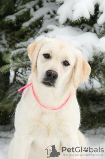 Photo №2 de l'annonce № 45060 de la vente labrador retriever - acheter à Fédération de Russie de la fourrière