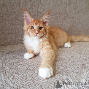 Photo №2 de l'annonce № 137772 de la vente maine coon - acheter à Allemagne annonce privée