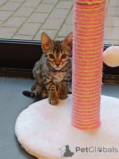 Photo №3. Chaton du Bengale. Allemagne