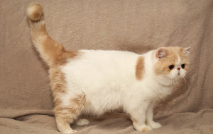 Photo №2 de l'annonce № 3908 de la vente exotic shorthair - acheter à Fédération de Russie de la fourrière