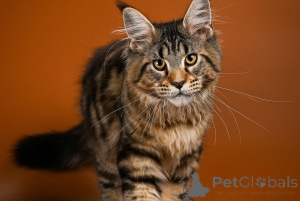 Photo №4. Je vais vendre maine coon en ville de Aalen. éleveur - prix - négocié