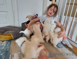 Photo №1. west highland white terrier - à vendre en ville de Dresde | négocié | Annonce №170164