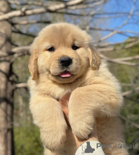 Photo №2 de l'annonce № 161253 de la vente  - acheter à Espagne 