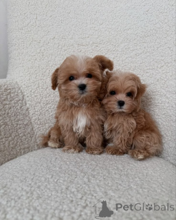 Photo №3. Adorables bébés Maltipoo. La finlande