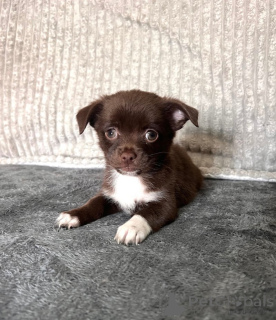 Photo №2 de l'annonce № 157681 de la vente chihuahua - acheter à Allemagne éleveur