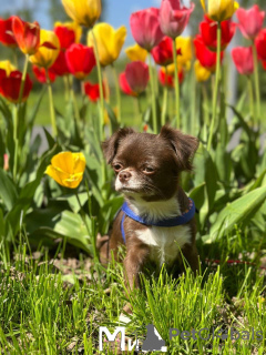 Photo №3. Chiot chihuahua. Allemagne