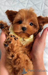 Photo №3. Chiot Maltase mâle. Pays Bas