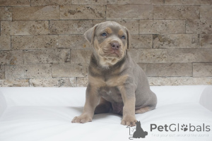 Photo №4. Je vais vendre american pit bull terrier en ville de Knjazevac.  - prix - 1500€
