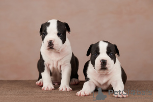 Photo №2 de l'annonce № 8659 de la vente american staffordshire terrier - acheter à Fédération de Russie éleveur