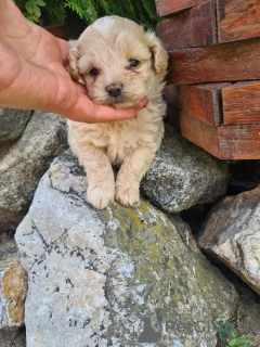 Photos supplémentaires: Chiots Maltipoo