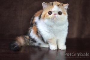 Photo №1. persan - à vendre en ville de Munich | négocié | Annonce № 165337