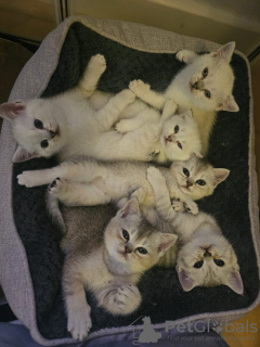 Photo №2 de l'annonce № 120010 de la vente british shorthair - acheter à Allemagne annonce privée