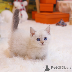 Photo №3. beaux chatons munchkin. USA