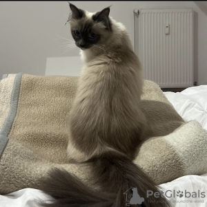 Photo №3. Birman. Allemagne