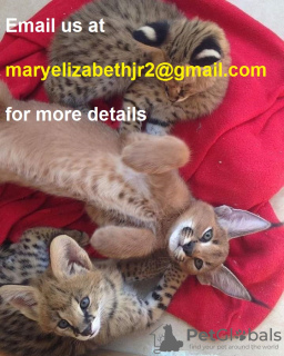 Photo №3. Top chatons caracal à vendre / Chatons serval Afrique à l'adoption. USA