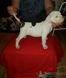 Photo №3. Chiots bouledogue américain, chiots disponibles maintenant. Allemagne