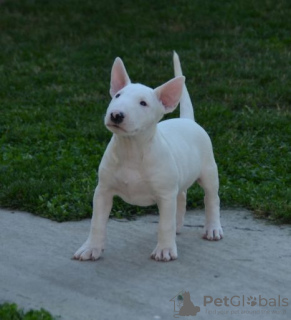 Photos supplémentaires: chiots bull terrier a vendre