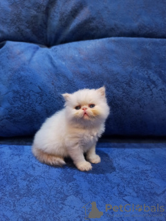 Photos supplémentaires: Vente de chatons persans de type Extreme Color Cream Point. 3 garçons et 1