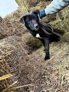 Photo №3. Ils recherchent une maison avec des chiots adultes.. Fédération de Russie