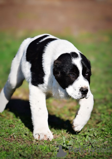 Photo №2 de l'annonce № 135175 de la vente berger d'asie centrale - acheter à Serbie annonce privée