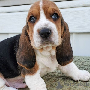 Photo №1. basset hound - à vendre en ville de Anvers | négocié | Annonce №169663