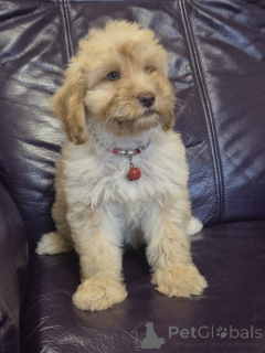 Photo №4. Je vais vendre labradoodle en ville de Vilovo. éleveur - prix - négocié