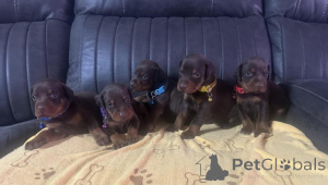 Photo №1. dobermann - à vendre en ville de Aiola | négocié | Annonce №170570