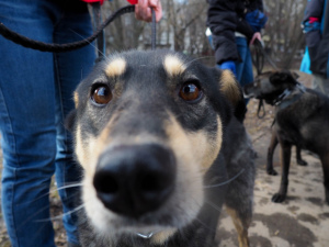 Photo №2 de l'annonce № 5971 de la vente chien bâtard - acheter à Fédération de Russie de l'abri