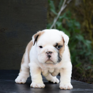 Photo №2 de l'annonce № 3703 de la vente bulldog anglais - acheter à Fédération de Russie éleveur