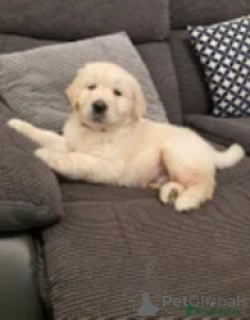 Photo №2 de l'annonce № 169265 de la vente golden retriever - acheter à La finlande éleveur