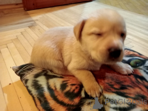 Photo №1. labrador retriever - à vendre en ville de Stavropol | 593€ | Annonce №142832