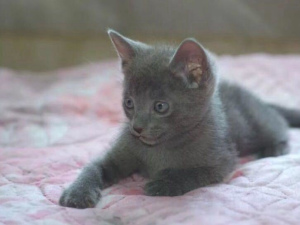 Photo №3. Chatons Les chats bleus russes sont nés il y a 2 mois. Manuel et affectueux,. Fédération de Russie