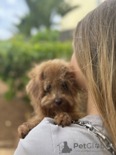 Photo №4. Je vais vendre  en ville de Santa Cruz de Tenerife. annonce privée - prix - 1300€