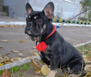 Photo №1. bouledogue - à vendre en ville de Odessa | 453€ | Annonce №7451