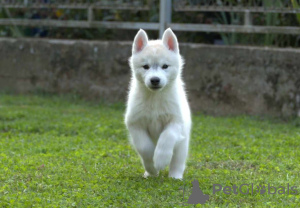 Photo №4. Je vais vendre husky de sibérie en ville de Ниш. éleveur - prix - négocié