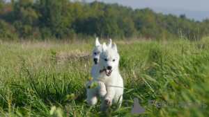 Photo №3. De beaux chiots Husky, vos fidèles compagnons !. Serbie